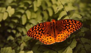 Preview wallpaper boloria euphrosyne, butterfly, insect, macro, closeup