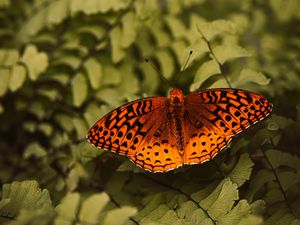 Preview wallpaper boloria euphrosyne, butterfly, insect, macro, closeup