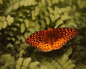 Preview wallpaper boloria euphrosyne, butterfly, insect, macro, closeup