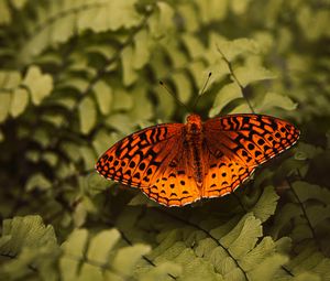 Preview wallpaper boloria euphrosyne, butterfly, insect, macro, closeup