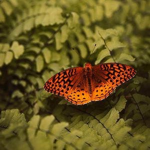 Preview wallpaper boloria euphrosyne, butterfly, insect, macro, closeup