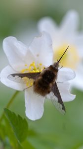 Preview wallpaper bombylius, insect, flower, macro