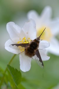 Preview wallpaper bombylius, insect, flower, macro