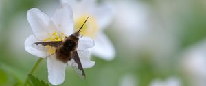 Preview wallpaper bombylius, insect, flower, macro