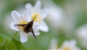 Preview wallpaper bombylius, insect, flower, macro