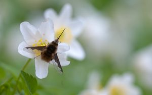 Preview wallpaper bombylius, insect, flower, macro