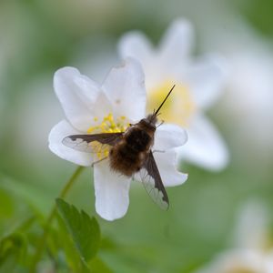 Preview wallpaper bombylius, insect, flower, macro