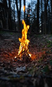 Preview wallpaper bonfire, fire, flame, forest, camping