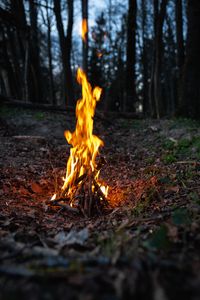 Preview wallpaper bonfire, fire, flame, forest, camping