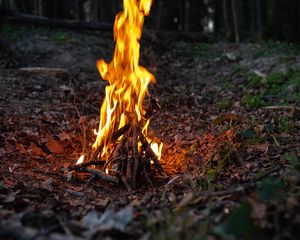 Preview wallpaper bonfire, fire, flame, forest, camping