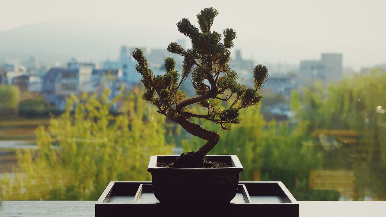 Wallpaper bonsai, flower pot, flower