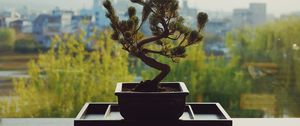 Preview wallpaper bonsai, flower pot, flower