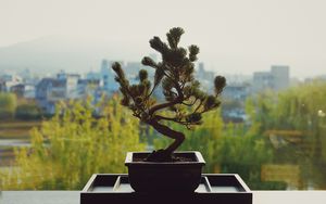 Preview wallpaper bonsai, flower pot, flower