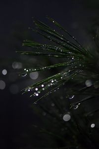 Preview wallpaper bonsai, needles, wet, drops, moisture, bokeh