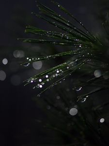 Preview wallpaper bonsai, needles, wet, drops, moisture, bokeh