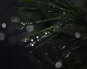 Preview wallpaper bonsai, needles, wet, drops, moisture, bokeh