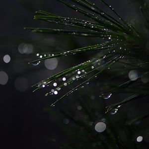 Preview wallpaper bonsai, needles, wet, drops, moisture, bokeh