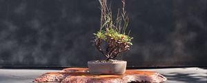 Preview wallpaper bonsai, tree, floristry