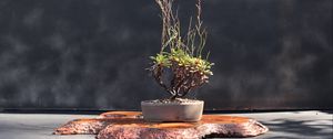 Preview wallpaper bonsai, tree, floristry