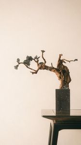Preview wallpaper bonsai, tree, minimalism
