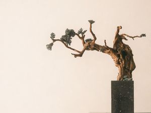 Preview wallpaper bonsai, tree, minimalism