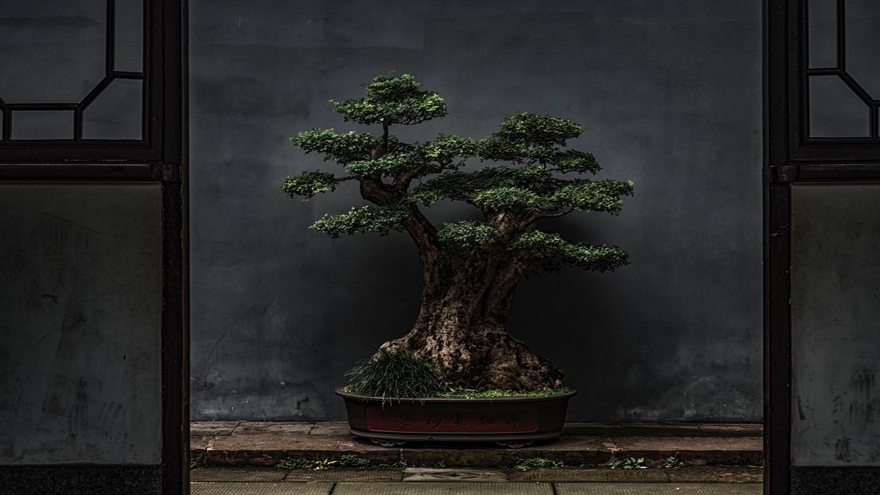 Wallpaper bonsai, tree, plant, decorative, door