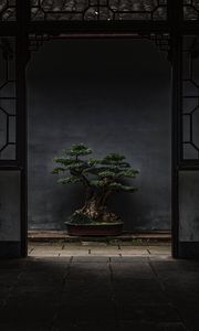 Preview wallpaper bonsai, tree, plant, decorative, door
