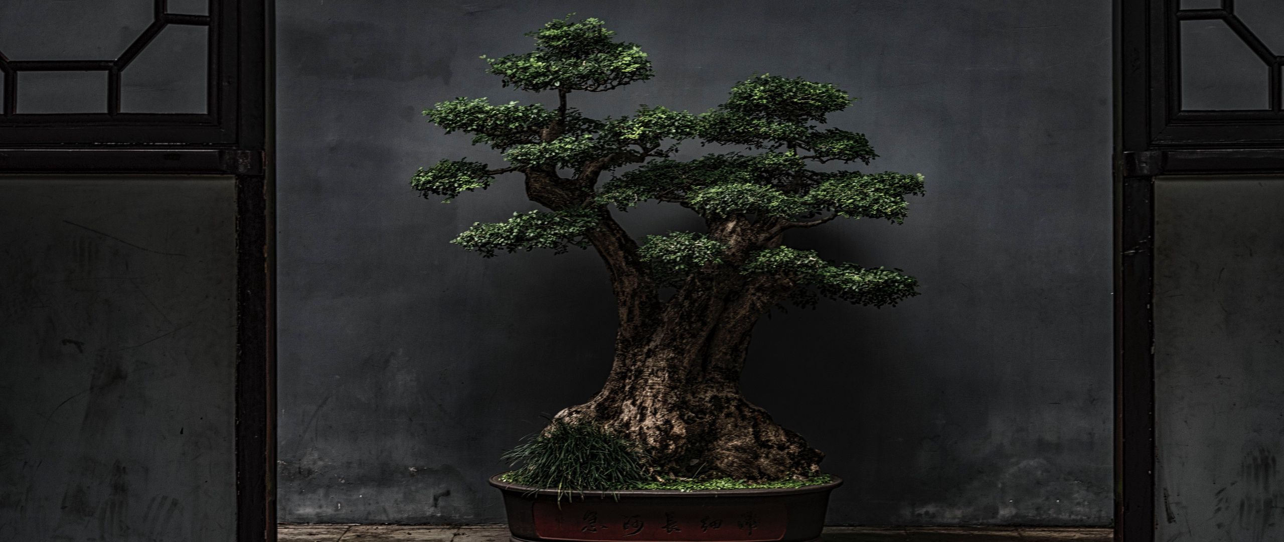 Download wallpaper 2560x1080 bonsai, tree, plant, decorative, door dual  wide 1080p hd background