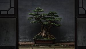 Preview wallpaper bonsai, tree, plant, decorative, door