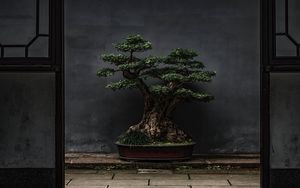 4599924 trees, nature, blurred, floating, artwork, simple background, bonsai,  digital art, CGI, render, bokeh - Rare Gallery HD Wallpapers