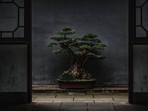 Preview wallpaper bonsai, tree, plant, decorative, door