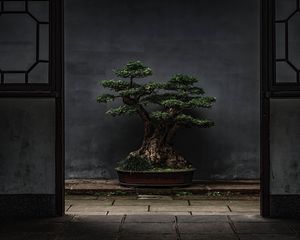 Preview wallpaper bonsai, tree, plant, decorative, door