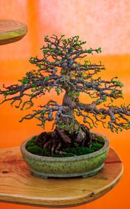 Preview wallpaper bonsai, tree, plant, japan