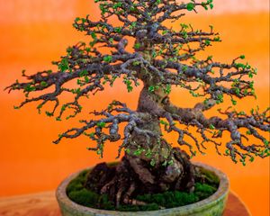 Preview wallpaper bonsai, tree, plant, japan