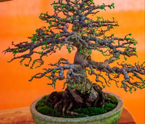 Preview wallpaper bonsai, tree, plant, japan