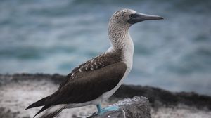 Preview wallpaper booby, galapagos islands, bird