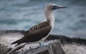 Preview wallpaper booby, galapagos islands, bird