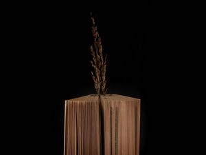 Preview wallpaper book, branch, dark