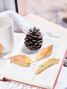 Preview wallpaper book, cones, leaves, herbarium, aesthetics