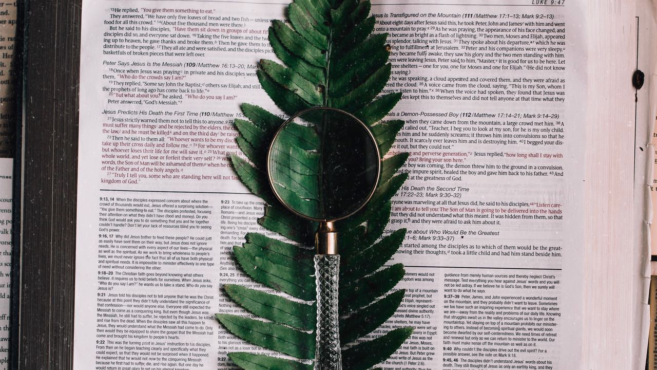 Wallpaper book, fern, magnifier, branch, leaf