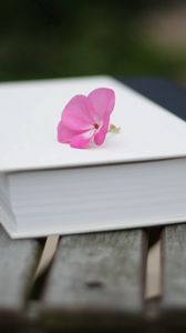 Preview wallpaper book, flower, beautiful, bench, blur