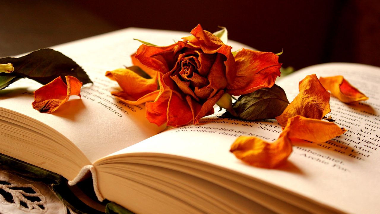 Wallpaper book, flower, rose, dry, petals