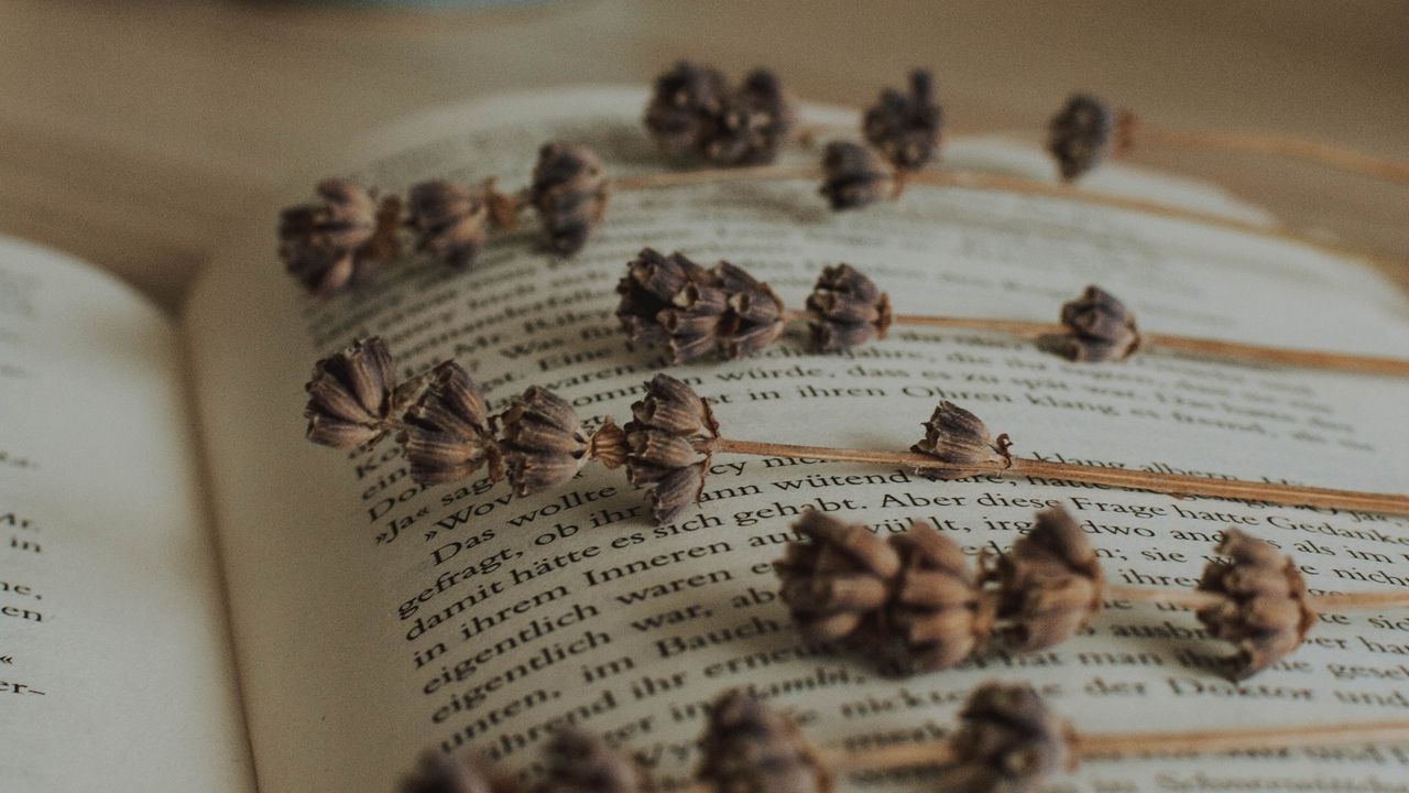 Wallpaper book, lavender, herbarium, plant, dry