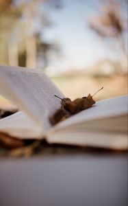Preview wallpaper book, pages, leaves, autumn, macro, aesthetics