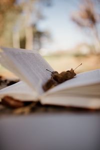 Preview wallpaper book, pages, leaves, autumn, macro, aesthetics