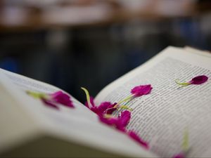 Preview wallpaper book, petals, flower