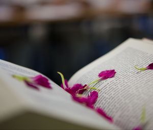 Preview wallpaper book, petals, flower