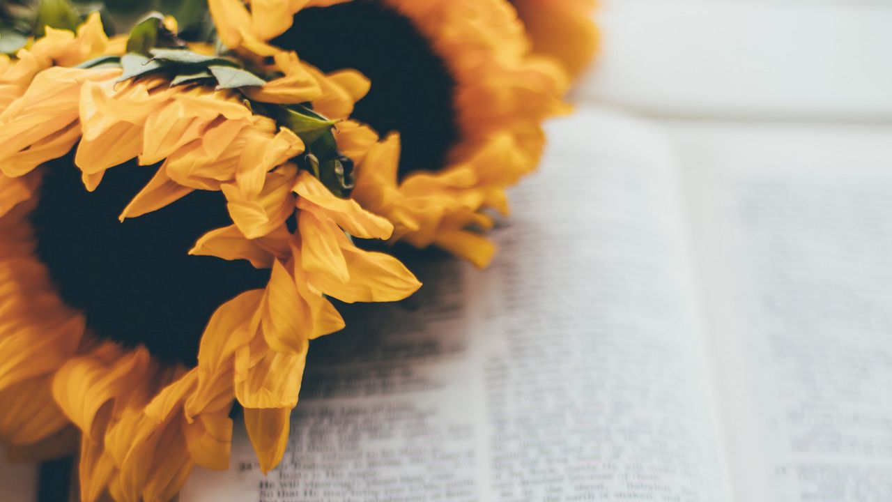 Wallpaper book, reading, sunflowers, flowers, aesthetics