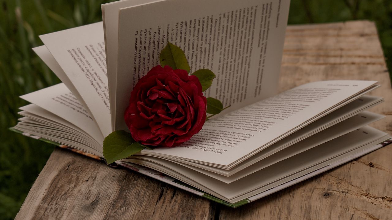 Wallpaper book, rose, flower, red hd, picture, image