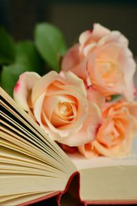 Preview wallpaper book, roses, bouquet, reading